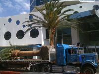 trees for hilton hotel surfers paradise